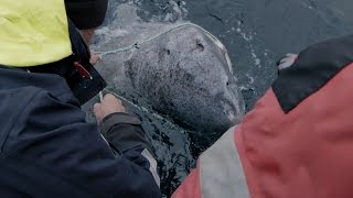 Watch Jeremy Wade Reel In A 200YearOld Greenland Shark In Norway [upl. by Akcire]