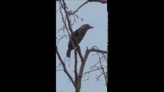 Lineated Barbet นกโพระดกธรรมดา  20140503 [upl. by Ydrah]