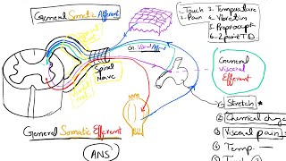 Nerve Fibers Classification Part 2 Spinal Nerves and Cranial Nerves 16 [upl. by Jeffers]