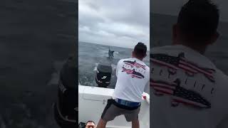 super big marlin😲😲😱 shorts viralvideo fishing [upl. by Ahsyle258]