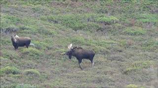 Moose hunting in Newfoundland with Ironbound Outfitters [upl. by Netti247]