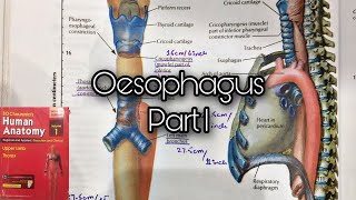 Anatomy of Oesophagus Part 1 Constrictions of oesophagus  part 1 [upl. by Leckie634]