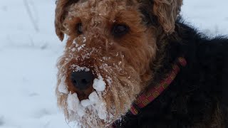 Introducing Airedale Terriers to Unfamiliar Cats Tips amp Advice [upl. by Annaid937]