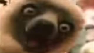 Zoboomafoo Theme EarRape [upl. by Sirref]