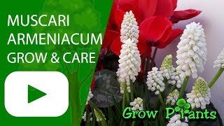 Muscari armeniacum  grow amp care Garden grapehyacinth [upl. by Nailij]