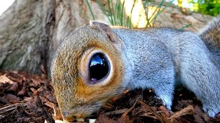 Panasonic GH4  Panasonic 714mm f4 lens Squirrel Wide Angle Macro Test Very cute [upl. by Nibot]