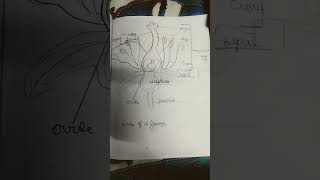 receptaclesepal style stigmapedicelflowershand made flower you tube shorts science [upl. by Corliss70]