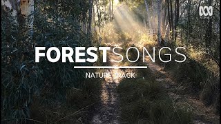 Bush sounds birdsong in Australia — sleep music 2 hours  Nature Track [upl. by Ydur]