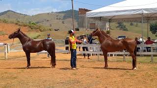 MORFO CAVALO JÚNIOR MP  EXPO PASSA QUATROMG [upl. by Scriven966]