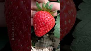 How to Grow Strawberry Plants at Home 🍓 plants farming shorts [upl. by Chainey719]