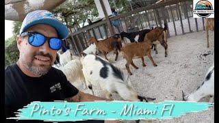 Miami’s top Family Farms  Pintos Farm Full tour 4K miami farmanimals farms fall [upl. by Victorine]