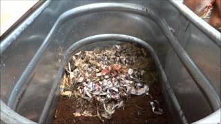 Worm Composting  How to create your own Worm Bin [upl. by Ivers]