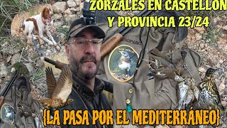 zorzales la pasa por el Mediterráneo 2324 zorzales en Castellón y provincia 1 chasse [upl. by Sylas]