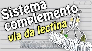 Sistema Complemento  Via da Lectina [upl. by Vivian]