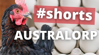 Australorp Chicken Facts  shorts [upl. by Mallina]