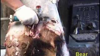 Fleshing a Bear Hide with a Whizard Trimmer [upl. by Lewin]