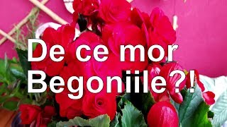 De ce mor Begoniile [upl. by Edyaj]