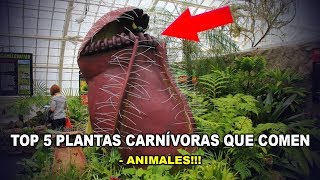 TOP 5 PLANTAS CARNÍVORAS QUE COMEN ANIMALES [upl. by Kirre]