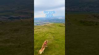 Video out on Sunday sneak peek  DOG walks Dumyat Hill upcomingvideo shorts [upl. by Mariel]