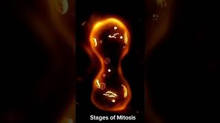 Stages of Mitosis biology science [upl. by Auqkinahs]