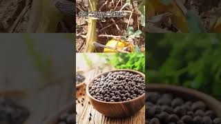 டிப்ஸ் வீடியோ 🌿vivasaayi agriculturalsystem tips tipsvideo ownvoice [upl. by Saidee]