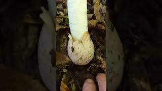 Smrdljivi stršak Phallus impudicus Common stinkhorn  Gemeiner Stinkmorchel fungi nature wild [upl. by Oiligriv]