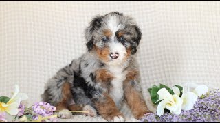 Mini Bernedoodle Puppies for Sale [upl. by Adekan]