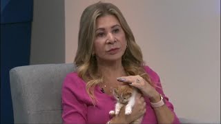 Saint Cat Rescue talks cat adoption [upl. by Cresida]