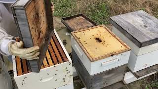 Replacing a Deep Box in an existing hive [upl. by Von]