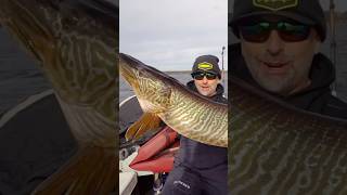 FISH OF A LIFETIME GIANT TIGER MUSKY fishing musky bigfish [upl. by Rimidalb]