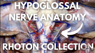 Hypoglossal Nerve Neuroanatomy  All What You Need to Know  Excpetional Neurosurgical Dissections [upl. by Legge573]