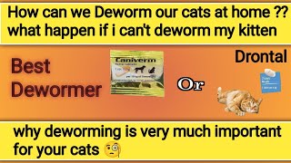 cat deworming kya hota ha  cat deworming at home  cat deworming medicine  cat deworming method [upl. by Yusem917]