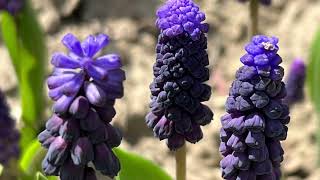 Muscari Latifolium  Bulbs for Fall Planting [upl. by Lyrahc]