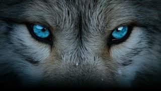 Wolf spirit Important to watch before the 20th June 2024What you need to know [upl. by Vaclav]