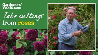 Grow roses from cuttings for free rose plants  Alan Titchmarsh [upl. by Raviv637]