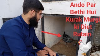 Ando Par Bethi Hui Kurak Murgi ki Diet Rutain 🐔 [upl. by Aneladdam]