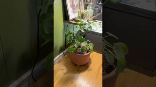 Plant Repot plants houseplants pilea repotting [upl. by Mccandless]