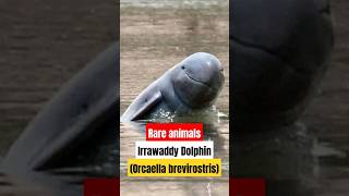 Irrawaddy DolphinOrcaella brevirostris shorts [upl. by Grissel]