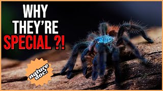 Have we found the Antilles Pinktoe Tarantula in the wild [upl. by Herries]