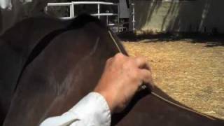 Australian Horse Saddles Correct Saddle Measurements Aussie Colin Dangard Explains [upl. by Dorian]