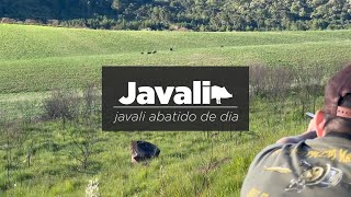 Caçada de javali  javali abatido de dia [upl. by Marven]