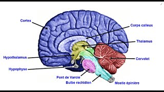 Lencéphale  Le système nerveux central [upl. by Notaes]