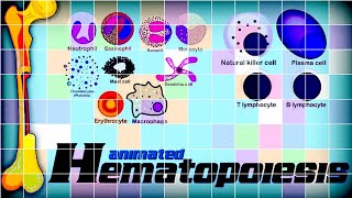 Hematopoiesis  Hematology Watch how blood cells are made inside the body  redmedbd [upl. by Winifield]