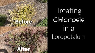 Treating Chlorosis in a Loropetalumfixing yellow leaves [upl. by Amis]