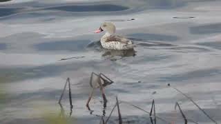 Anas capensis  Cerceta del Cabo  Cape Teal [upl. by Guildroy]