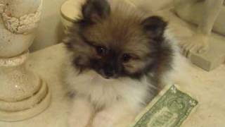 Micro teacup pomeranian puppy for sale parti color [upl. by Eltrym]