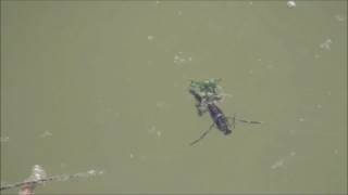 Backswimmer  Water Boatman [upl. by Ardnaet576]