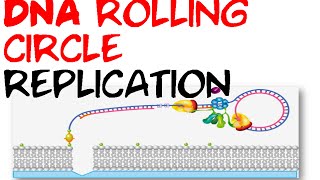 DNA rolling circle replication [upl. by Ahsinrac491]