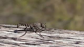 Algún tipo de mosquito en las Salineras de Moray Maras Urubamba Cuzco Perú 10 VI 2024 [upl. by Attwood945]