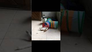 Pet Olavo vs Pet Lions shorts funny cute cat pets family cover live coversong song gatos [upl. by Betteanne]